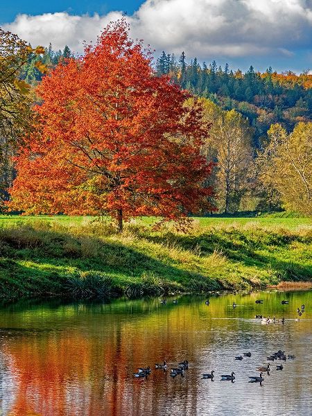 Gulin, Sylvia 아티스트의 USA-Washington State-Fall City-Snoqualmie River and fall colored maple tree in reflection작품입니다.